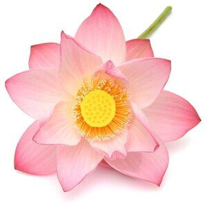Brand New Yensa Pink Lotus Renewal Face Cream